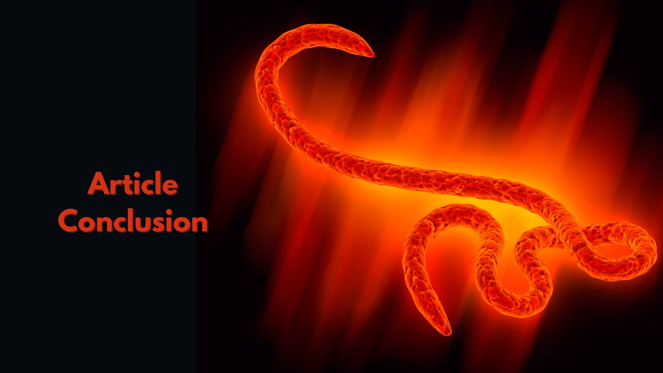 Why is everyone talking about the Ebola virus? Here's what you need to know.